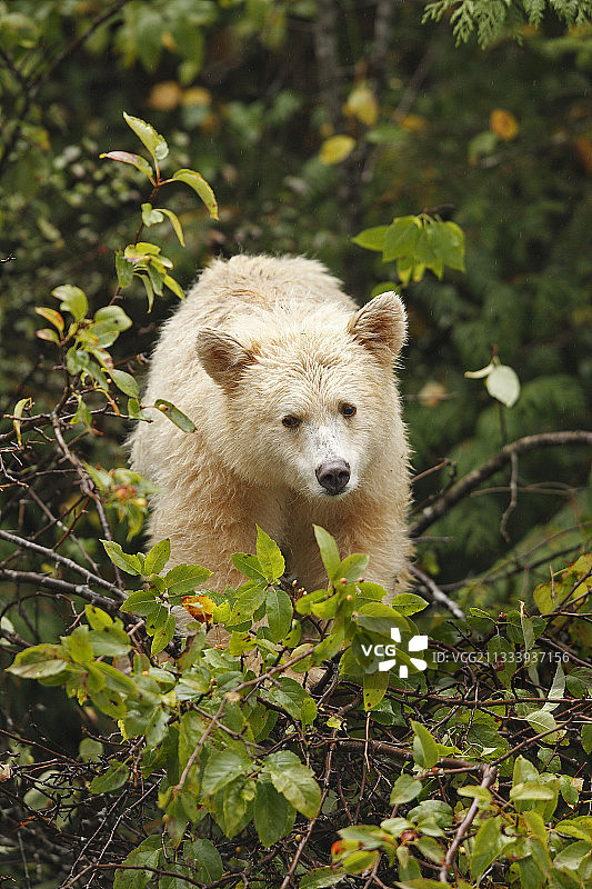 科莫德熊食用俄勒冈蟹苹果，加拿大图片素材