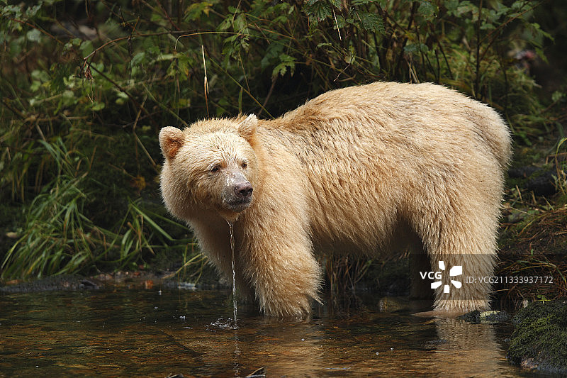科莫德熊在加拿大捕捞红鲑鱼图片素材