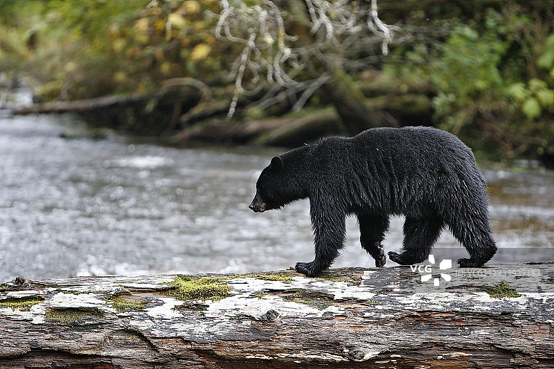 在加拿大河中捕捞粉红鲑鱼的黑熊图片素材