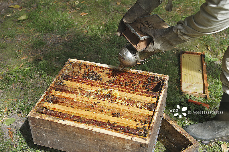 在法国皮卡第果园的蜂箱里冒烟图片素材