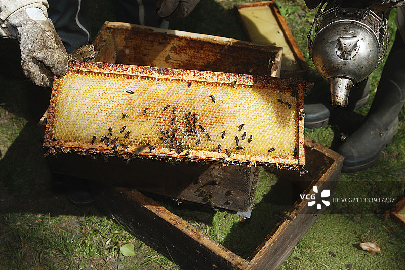 在法国索姆的果园里采集蜂巢中的蜂蜜图片素材