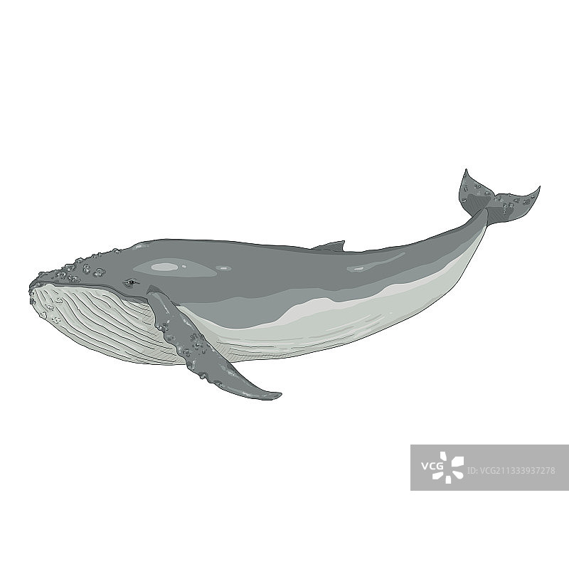 卡通座头鲸图片素材