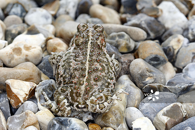 法国皮卡第马尔康泰尔地区的产婆蟾蜍图片素材