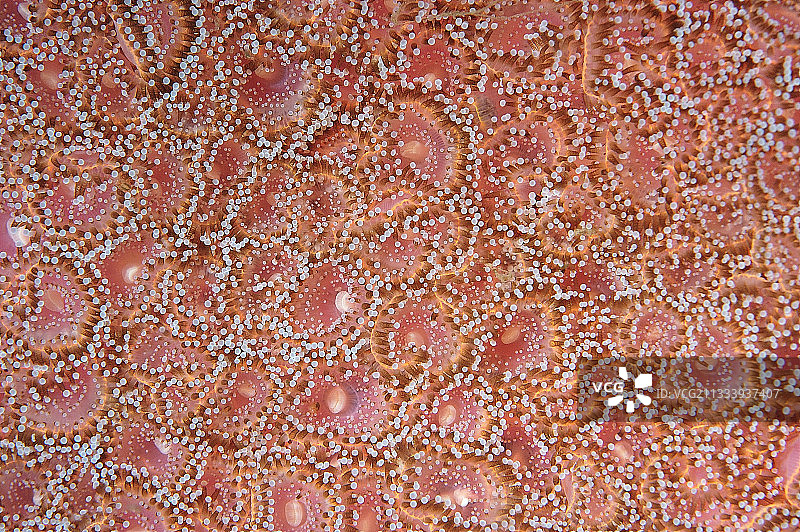 法国奥莱龙珠宝海葵细节图片素材