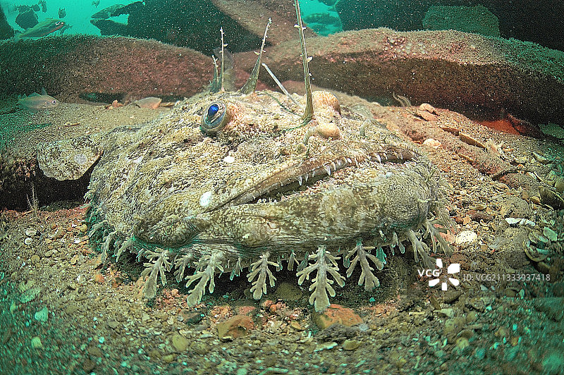 法国奥莱龙的鮟鱇鱼图片素材