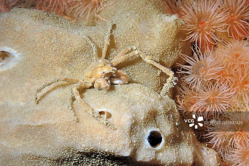 法国奥莱龙的长腿蜘蛛蟹图片素材