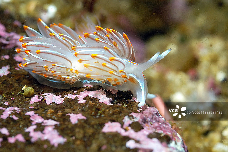 加拿大温哥华海峡的蛋白光裸鳃亚目动物图片素材