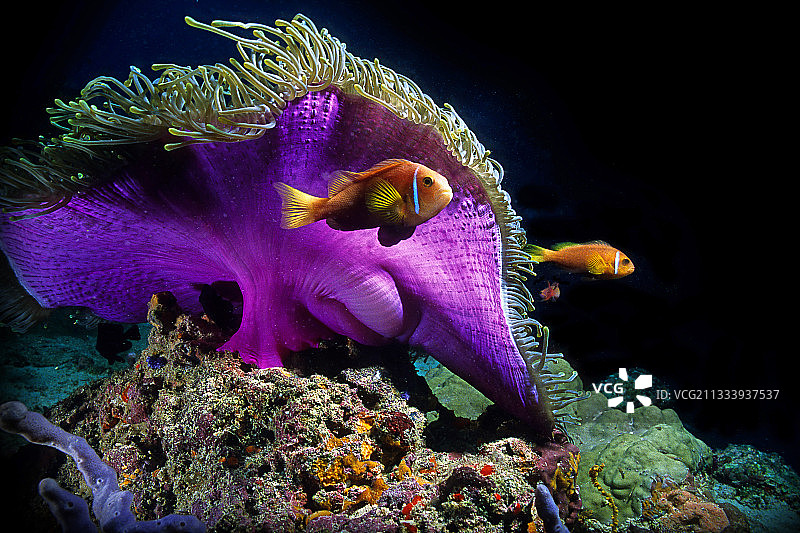 海葵鱼和壮丽海葵图片素材
