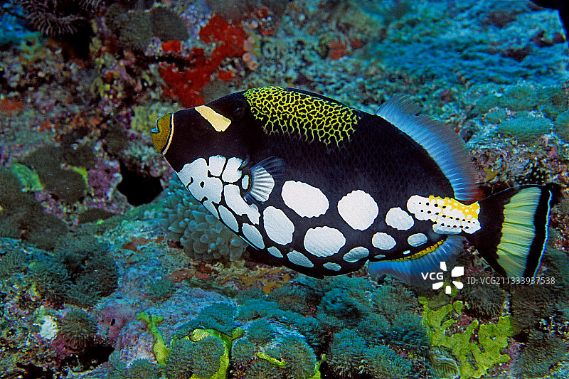 马尔代夫珊瑚礁附近的扳机鱼图片素材