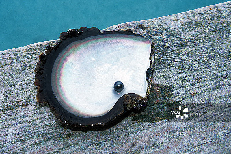 法卡拉瓦环礁的珍珠贝图片素材