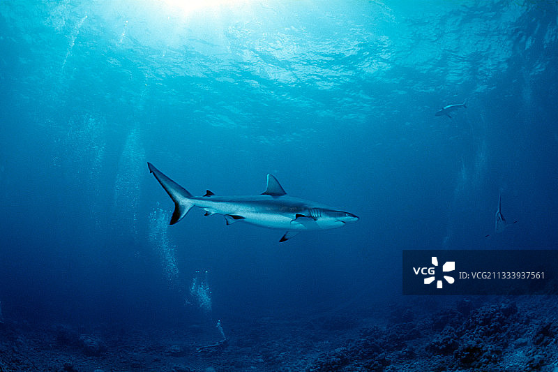 灰色礁鲨在图阿莫图波利尼西亚海床附近游泳图片素材