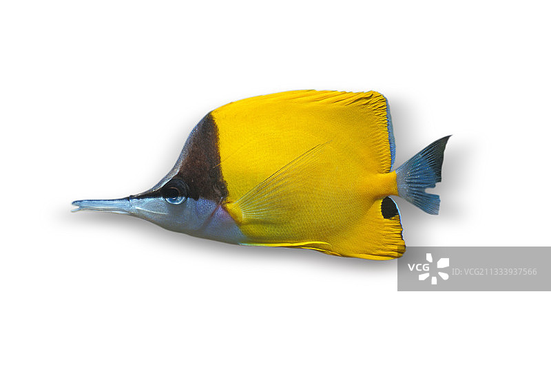 白色背景下的长吻蝴蝶鱼图片素材