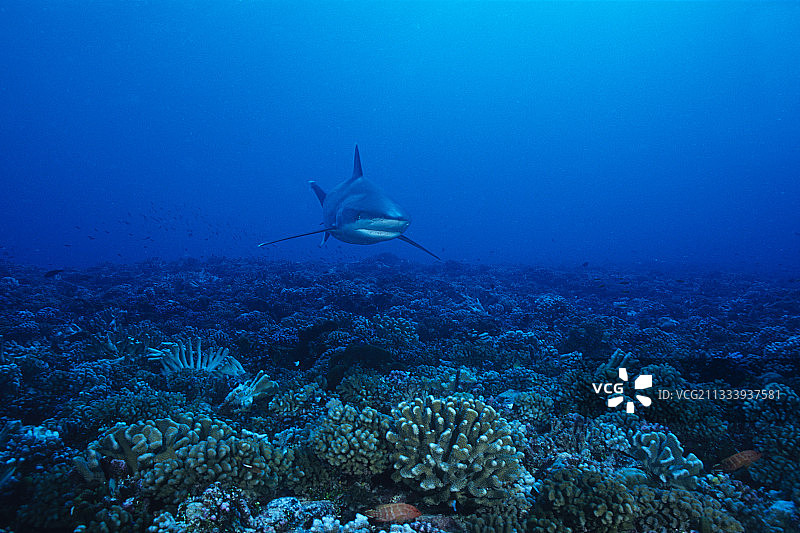 图阿莫图群岛海底附近游泳的银鳍鲨图片素材
