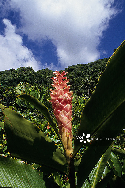 法属波利尼西亚塔希提岛上的热带花朵图片素材