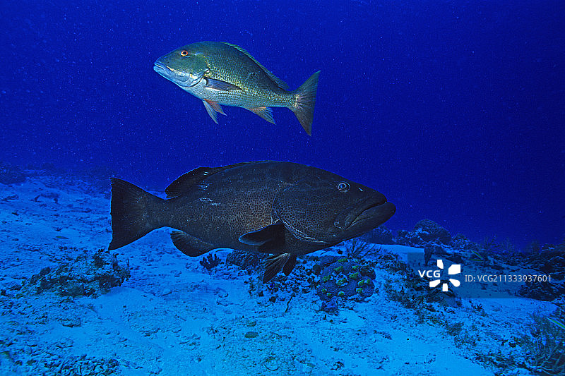 在墨西哥科苏梅尔海床附近游动的石斑鱼图片素材