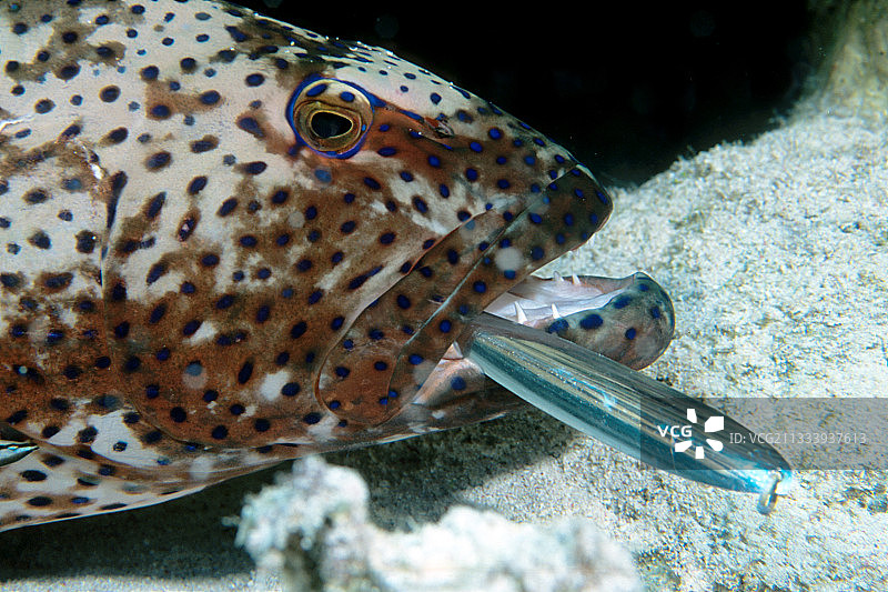 红海中嘴里含着渔民勺子的珊瑚石斑鱼图片素材