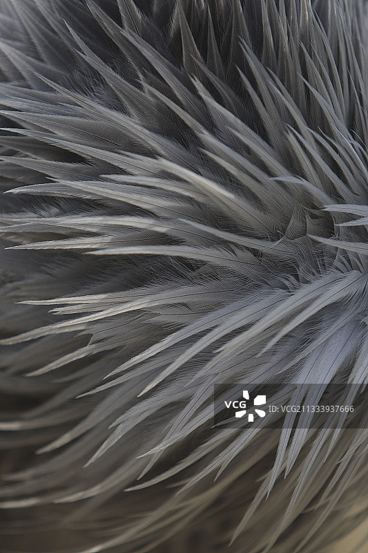 鸽子的轮廓羽毛图片素材