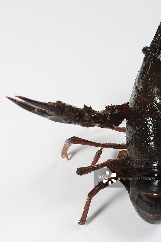 棘颊螯虾图片素材