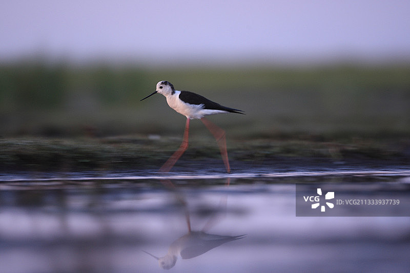 在法国水域快速行走的高跷锡兰人图片素材