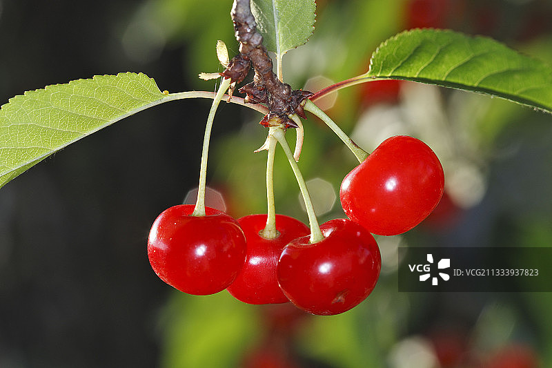 法国枝头上的酸樱桃图片素材