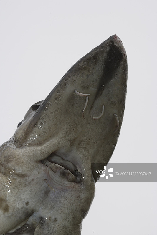 吉伦特河口物种重引入计划图片素材