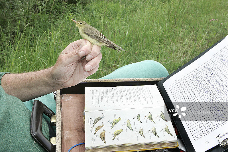 槐柳莺在法国阿尔萨斯鸣叫图片素材