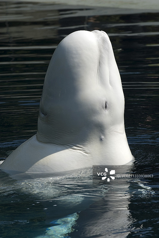 温哥华水族馆的白鲸图片素材