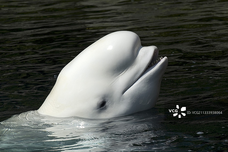 温哥华水族馆的白鲸图片素材