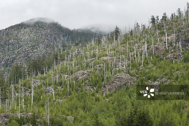 加拿大温哥华岛的森林管理图片素材