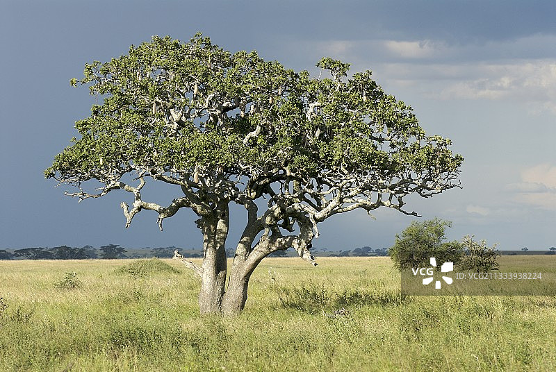 塞伦盖蒂稀树草原上的香肠树，坦桑尼亚图片素材