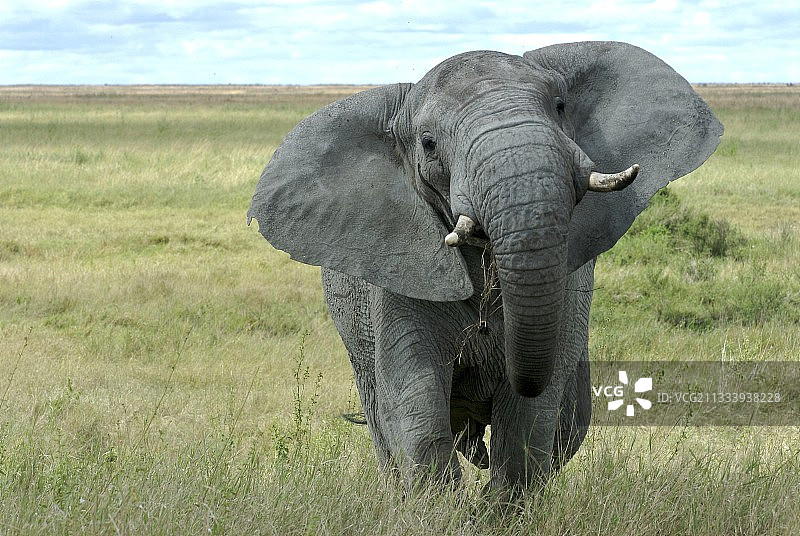 坦桑尼亚，一头雄性非洲象冲向摄影师图片素材
