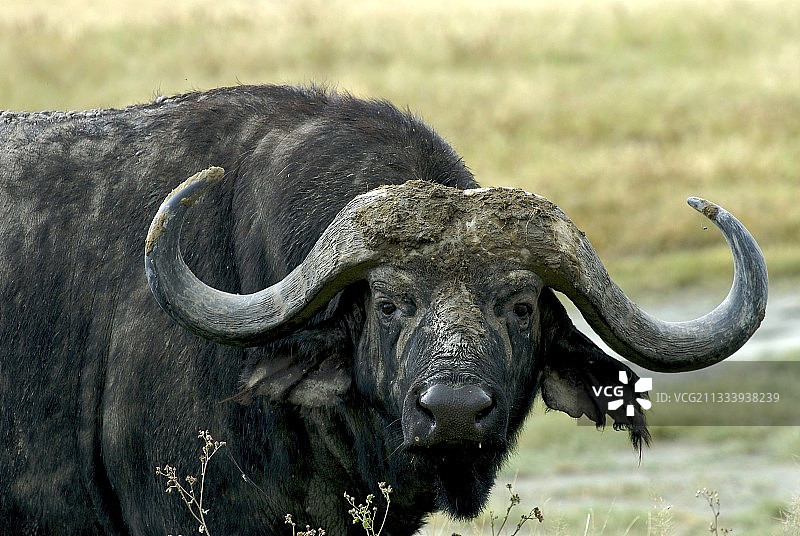 坦桑尼亚恩戈罗戈罗非洲水牛肖像图片素材