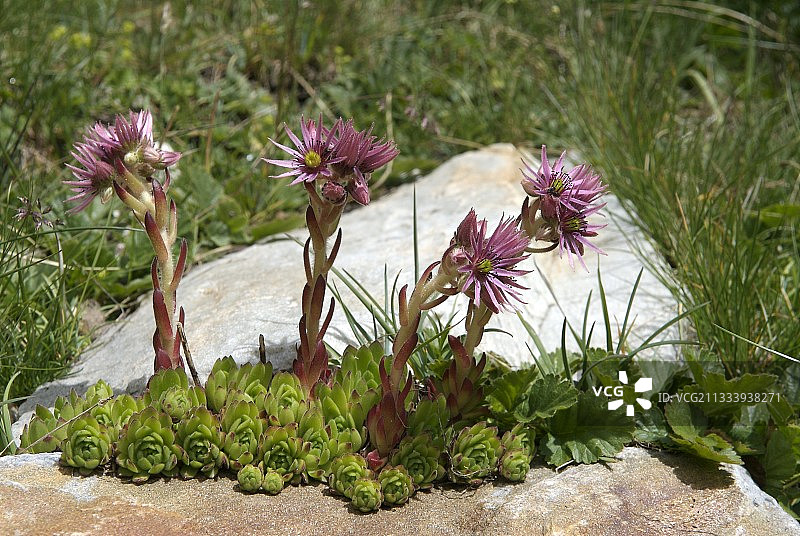 岩石缝隙中盛开的韭菜，法国图片素材