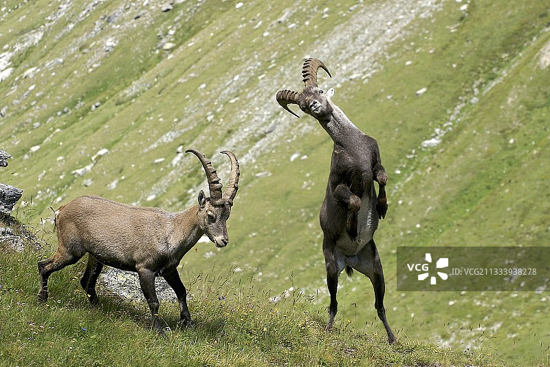 雄性野山羊在法国瓦努瓦兹打斗图片素材