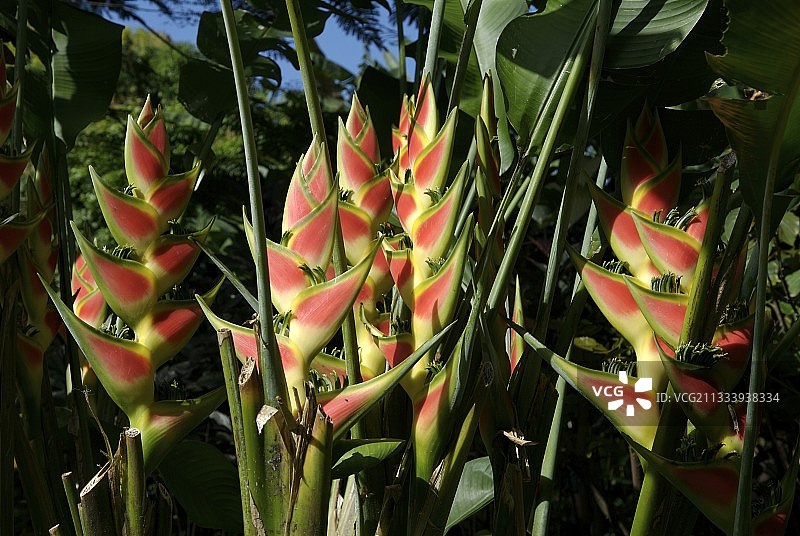 瓜德罗普岛的彩色蝎尾蕉花序图片素材
