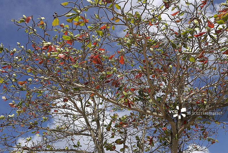 瓜德罗普岛热带杏仁树的树叶图片素材