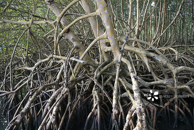 瓜德罗普美洲红树林的根图片素材