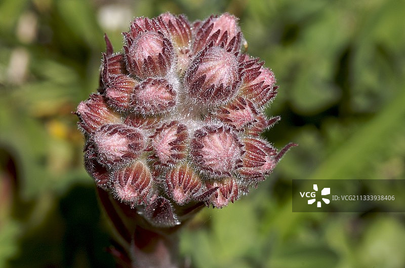 长生草的花朵，瓦努瓦兹国家公园，法国图片素材