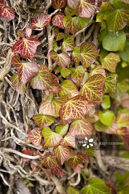 攀爬在树上的常春藤叶子图片素材
