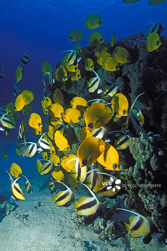 红海中的蝴蝶鱼和丝鳍鱼群图片素材