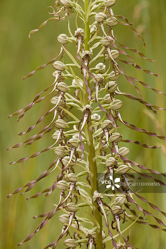 在雷岛的沙丘上发现图片素材