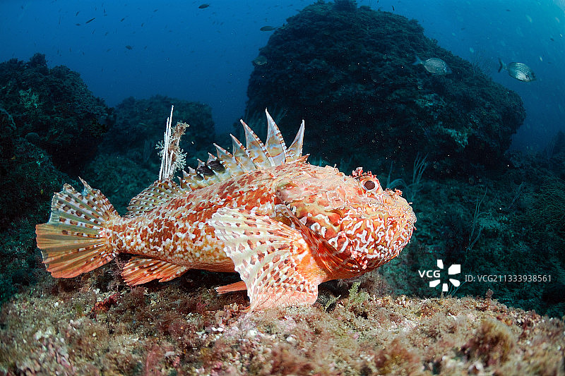 西班牙梅德斯群岛的大鳞鲉图片素材