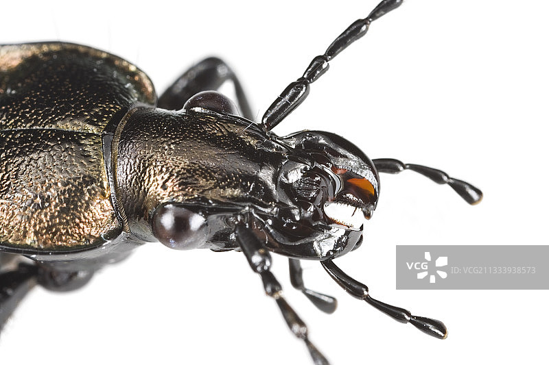 白色背景上的步行甲虫工作室肖像图片素材