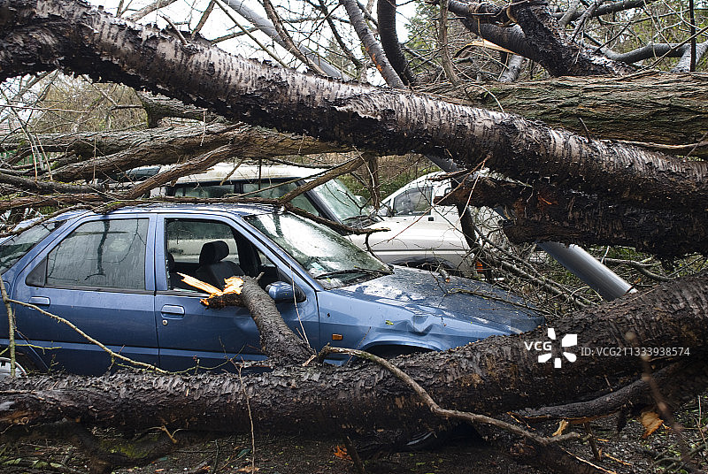 2009年1月风暴对法国西南部造成的破坏图片素材