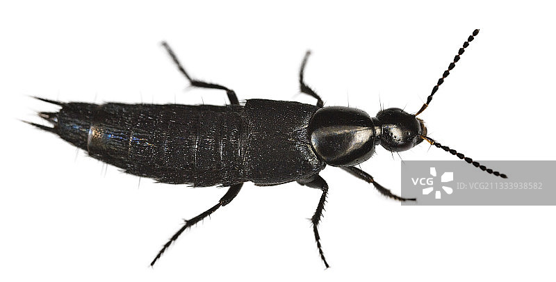 隐翅虫是食腐动物。图片素材