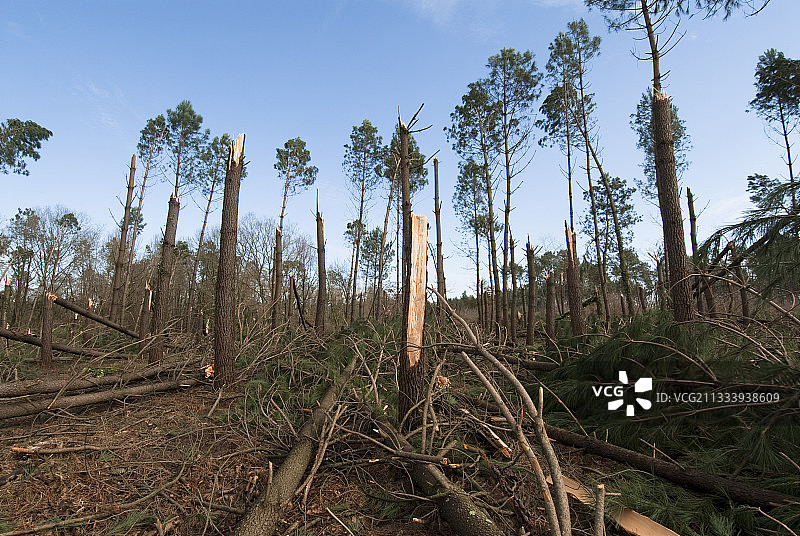 2009年1月法国西南部风暴造成的破坏：30年树龄的松树林图片素材