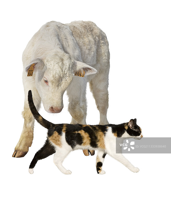 夏洛莱小牛注视着猫从它面前经过图片素材