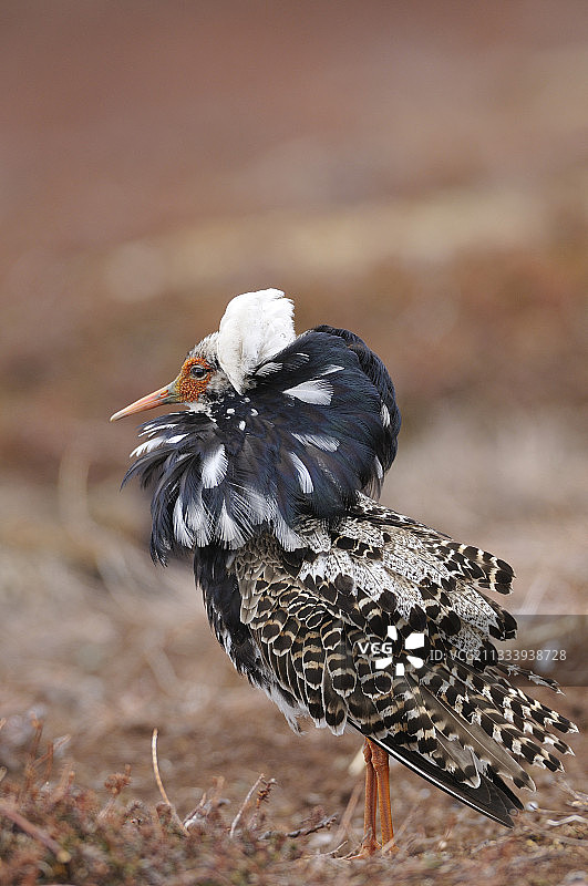 挪威瓦朗厄尔竞技场中求偶的雄性流苏鹬图片素材