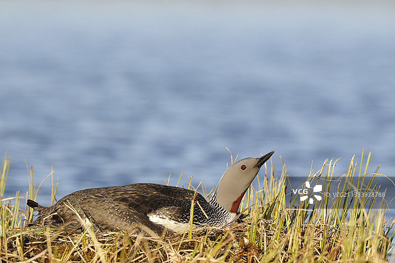 红喉潜鸟在挪威瓦朗厄尔孵蛋图片素材