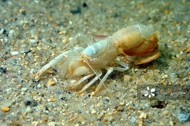 奥莱龙岛海底沙地幽灵虾图片素材